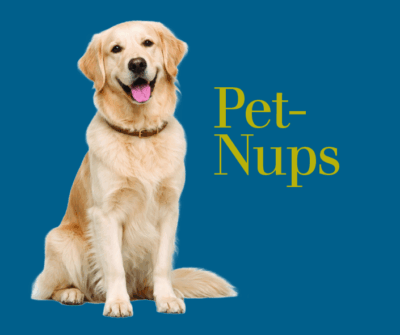 Golden_retriver_sitting.Headline Pet Nups